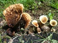 Polyporus squamosus image