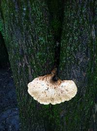 Polyporus squamosus image