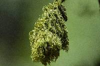 Letharia vulpina image