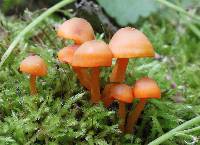 Mycena leaiana image