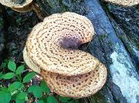 Polyporus squamosus image