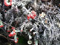 Cladonia cristatella image