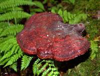 Ganoderma tsugae image