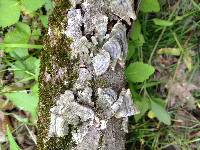 Trametes versicolor image