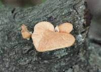 Polyporus alveolaris image