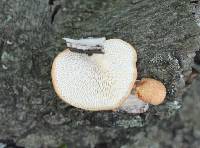 Polyporus alveolaris image