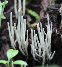 Xylaria hypoxylon image