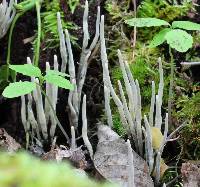 Xylaria hypoxylon image