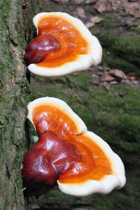 Ganoderma tsugae image