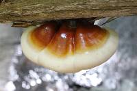 Ganoderma tsugae image