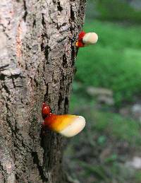 Ganoderma tsugae image