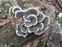 Trametes versicolor image