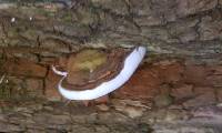 Ganoderma applanatum image