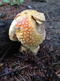 Amanita muscaria image