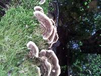 Trametes versicolor image