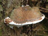 Ganoderma applanatum image