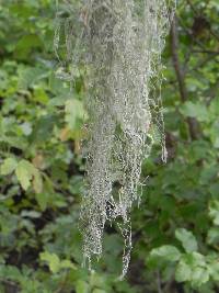 Ramalina menziesii image