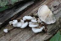 Schizophyllum commune image