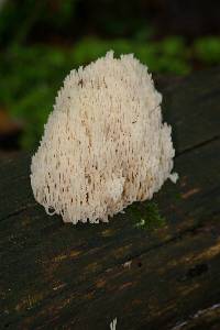 Artomyces pyxidatus image