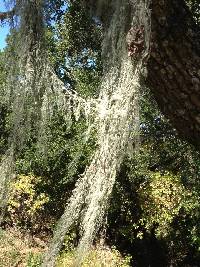 Ramalina menziesii image