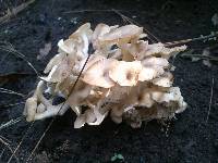 Polyporus umbellatus image