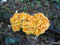 Laetiporus sulphureus image