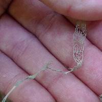 Ramalina menziesii image