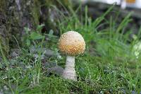 Amanita muscaria image