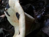 Russula brevipes image