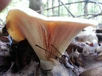 Russula brevipes image