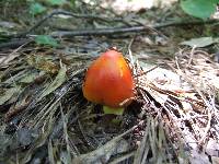 Amanita jacksonii image