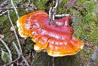 Ganoderma tsugae image