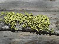 Letharia columbiana image