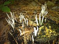 Xylaria hypoxylon image