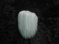 Hericium erinaceus image