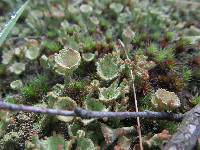 Cladonia chlorophaea image