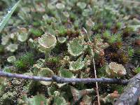 Cladonia chlorophaea image