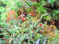 Cladonia cristatella image