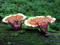 Ganoderma tsugae image