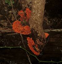 Pycnoporus cinnabarinus image