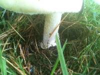 Amanita phalloides image