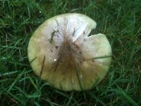 Amanita phalloides image