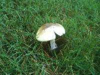 Amanita phalloides image