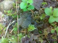 Peltigera neopolydactyla image