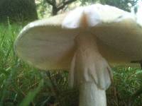 Amanita phalloides image