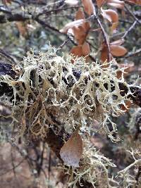 Evernia prunastri image