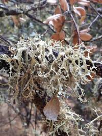 Evernia prunastri image