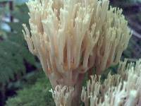 Artomyces pyxidatus image