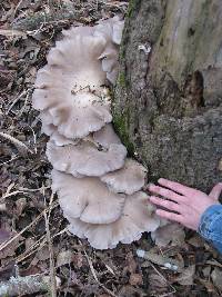 Pleurotus ostreatus image