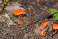 Hygrocybe coccinea image